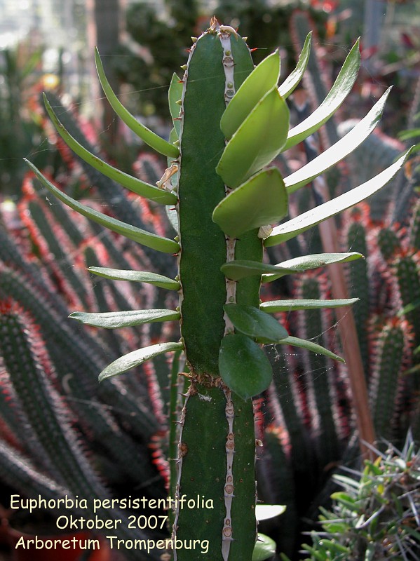 Euphorbia persistentifolia