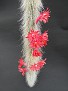 Cleistocactus winteri ssp. colademonono