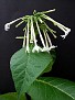 Nicotiana suaveolens start of flowering