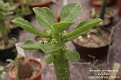 Euphorbia lugardiae