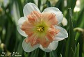 Narcissus 'Mallee'