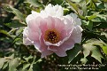 Paeonia x suffruticosa 'Pink Pride of China'