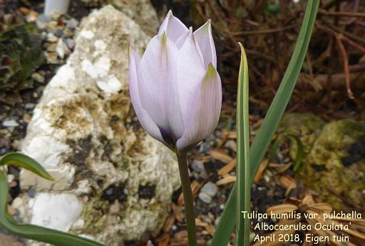 Tulipa humilis var. pulchella 'Albocaerulea Oculta'