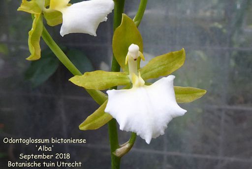 Odontoglossum bictoniense 'Alba'