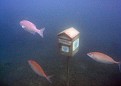 Post Box at World's First Underwater Post Office