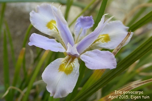 Iris goniocarpa