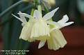 Narcissus 'Dutch Lemon Drops'