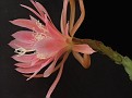 Epiphyllum Arcadia CG 314