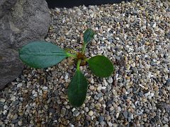Euphorbia sp. Nova