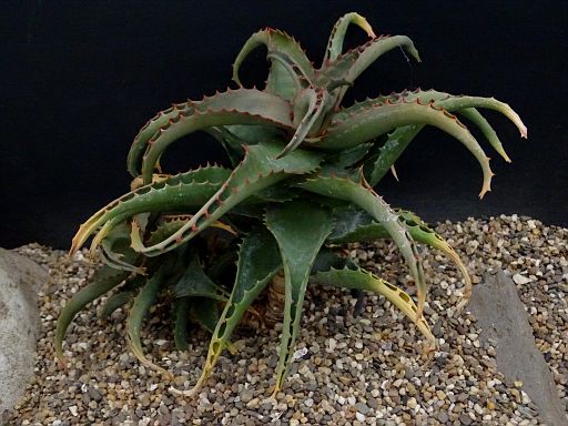 Aloe castilloniae x Aloe vigueiri