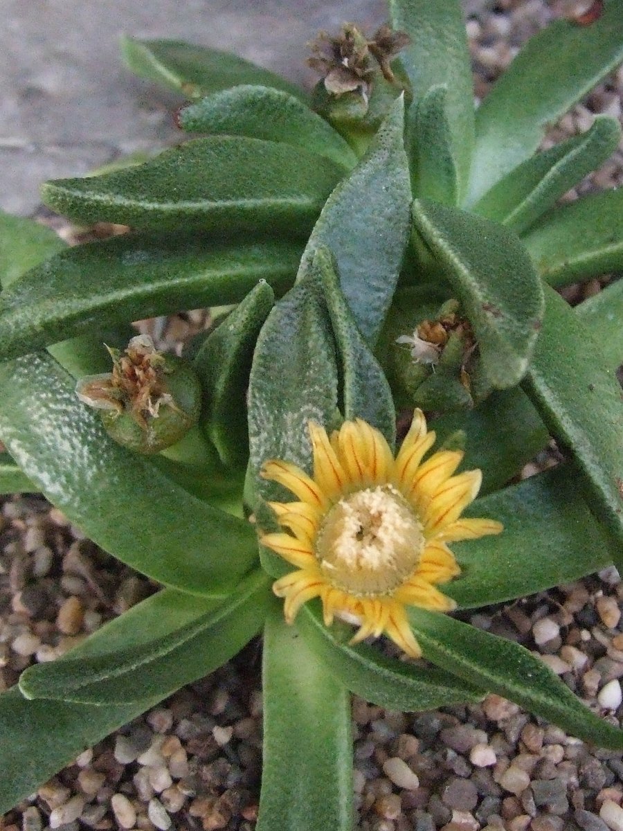 Nananthus transvaalensis