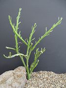 Kleinia longiflorus ssp. madagascariensis