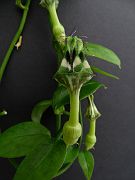 Ceropegia denticulata ssp. brownii