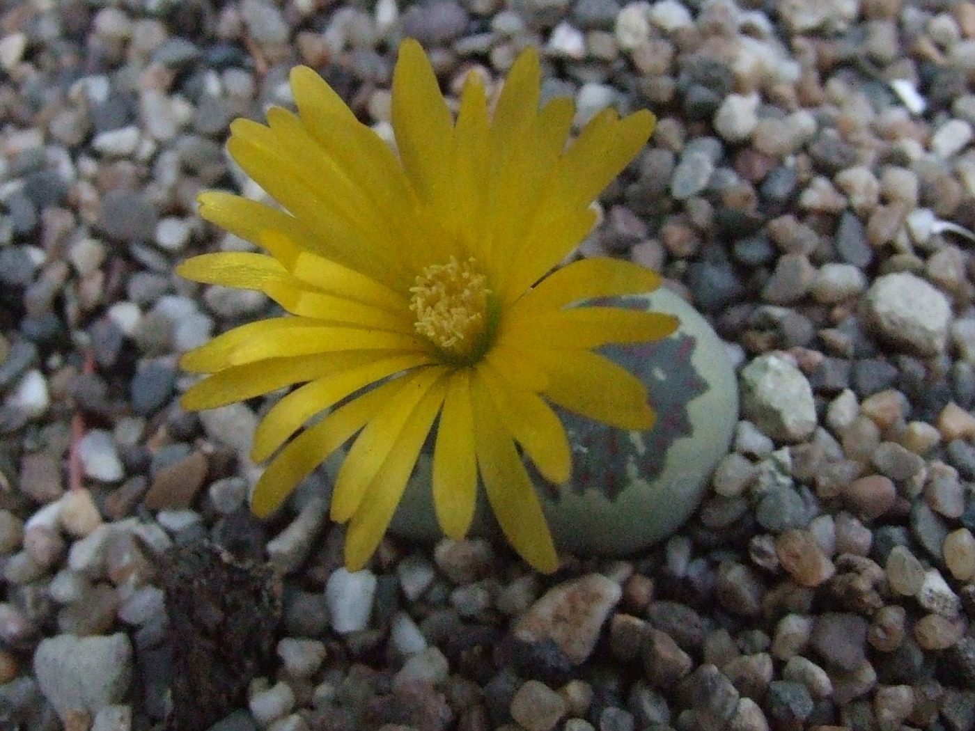 Lithops doretheae Pofadder C124 TL (C) fotki.com カルティエ時計 限定 15