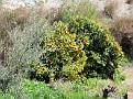 Naranjas en Albánchez