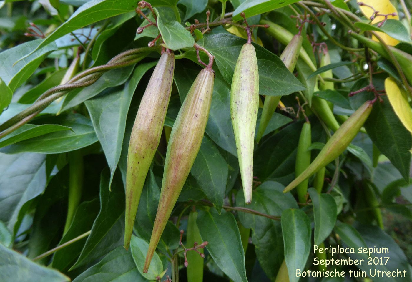 Periploca sepium (fruit)