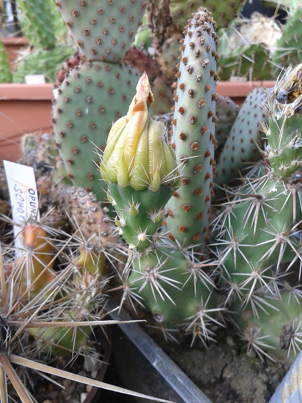 Corynopuntia grahamii album Le Fakir photo and video