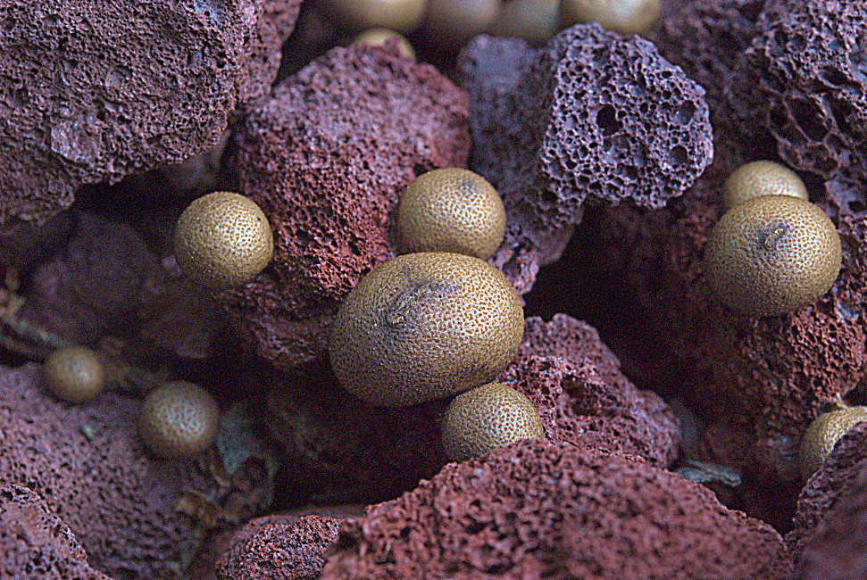 kerassentials fungus