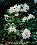 Rhododendron 'Mrs Robert W. Wallace'
