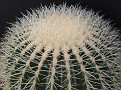 Echinocactus grussonii fa. albispina