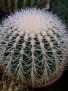 Echinocactus grusoni v. albispina