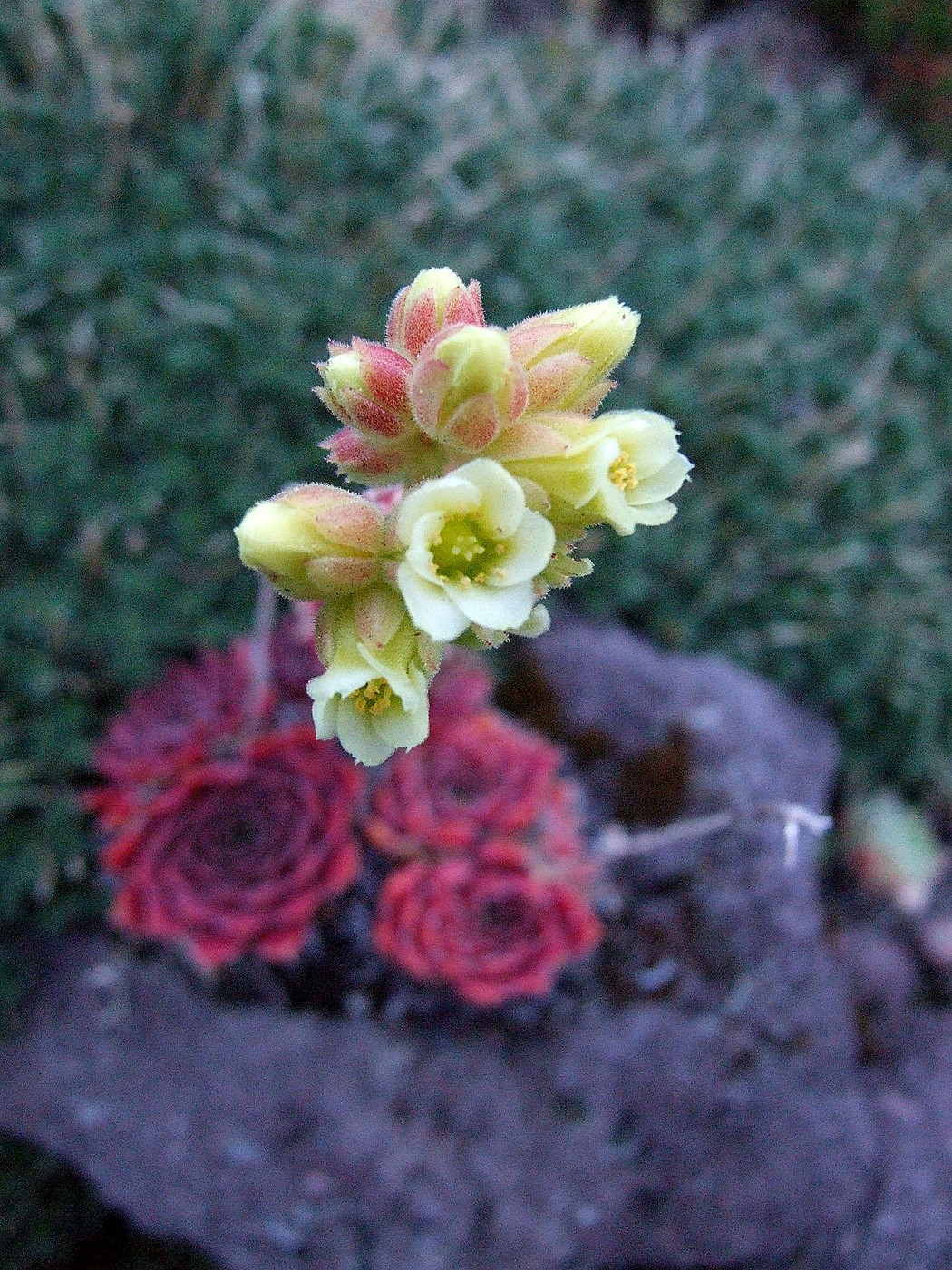 Jovibarba, on the rock in flower (C) fotki.com on