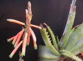 Aloe superfoliata