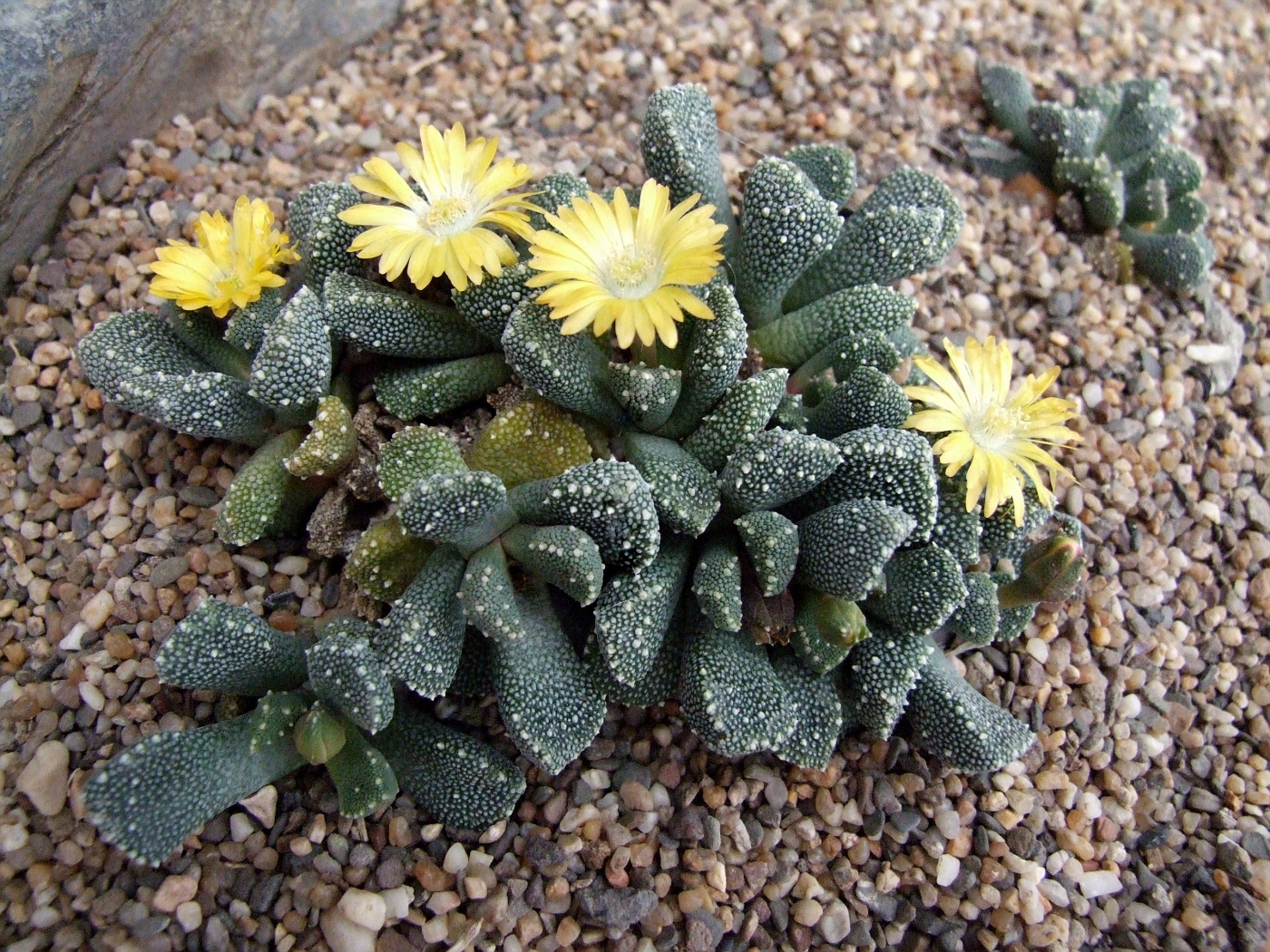 Aloinopsis luckhoffii фото