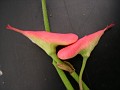 Pedilanthus cymbiferus