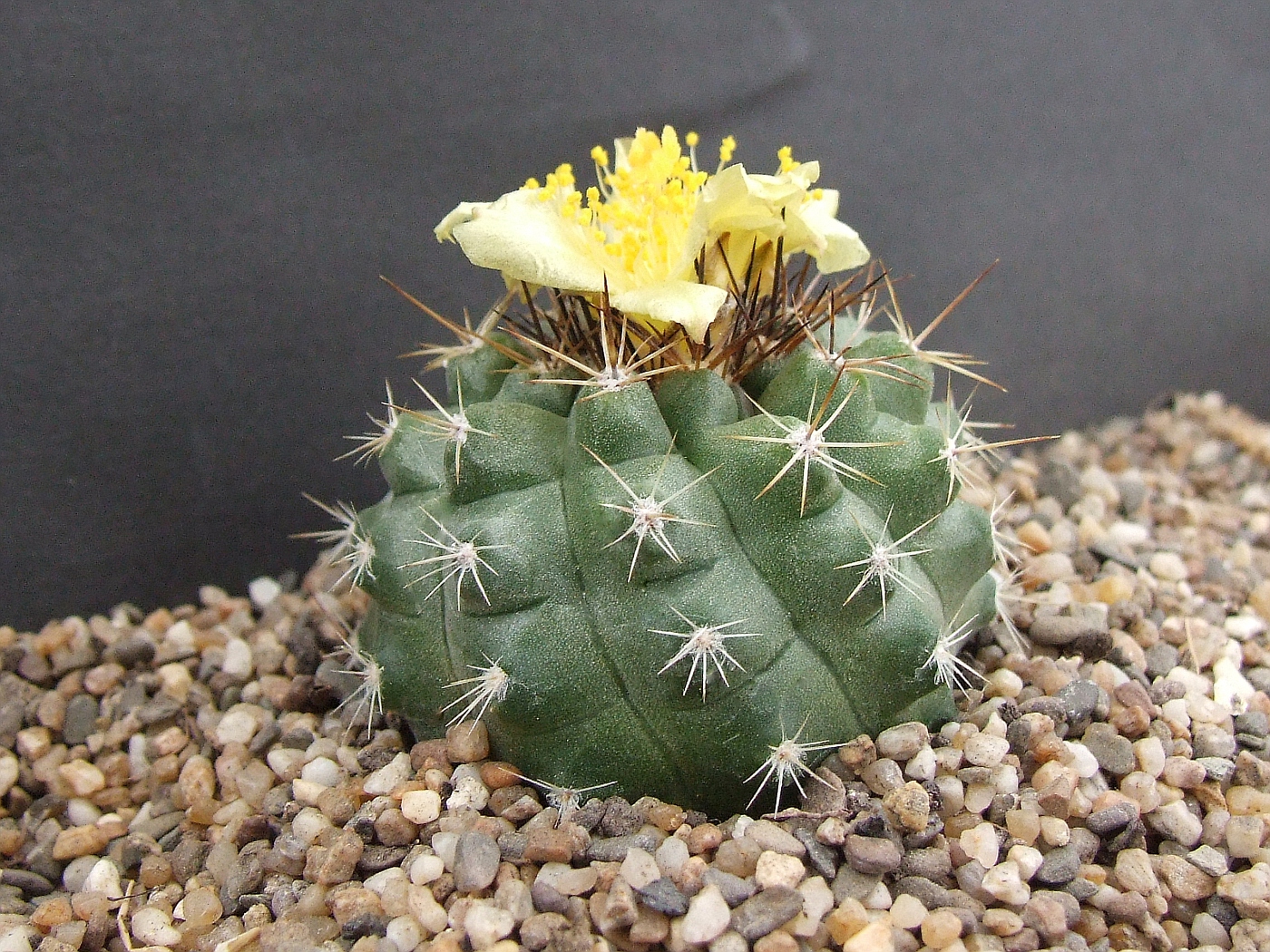 Copiapoa hornilloensis wm108