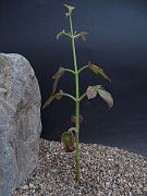 Kalanchoe hildebrandtii