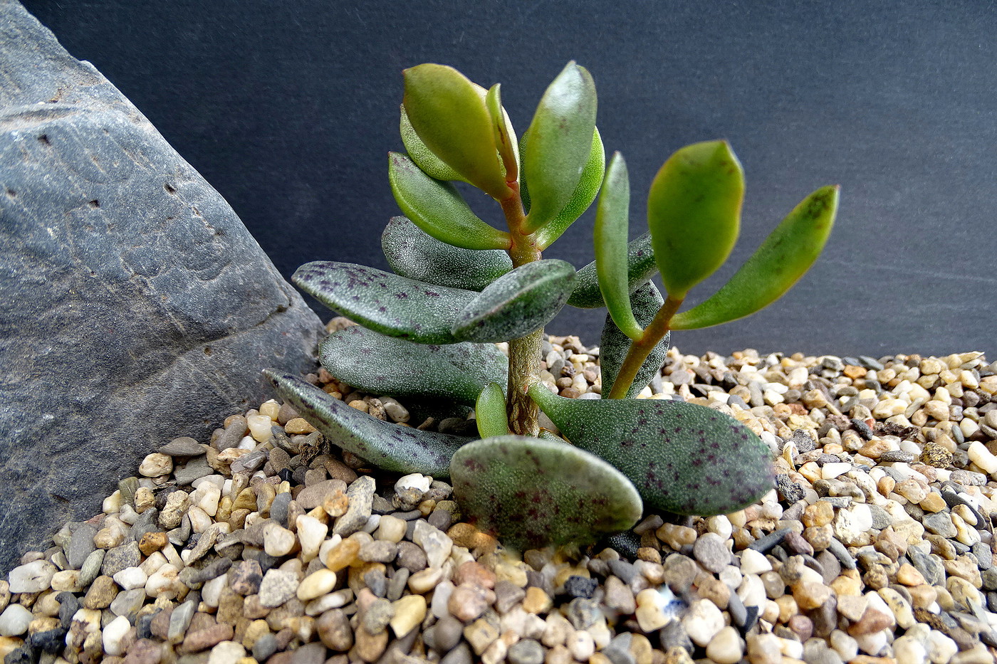 Adromischus alstonii et70