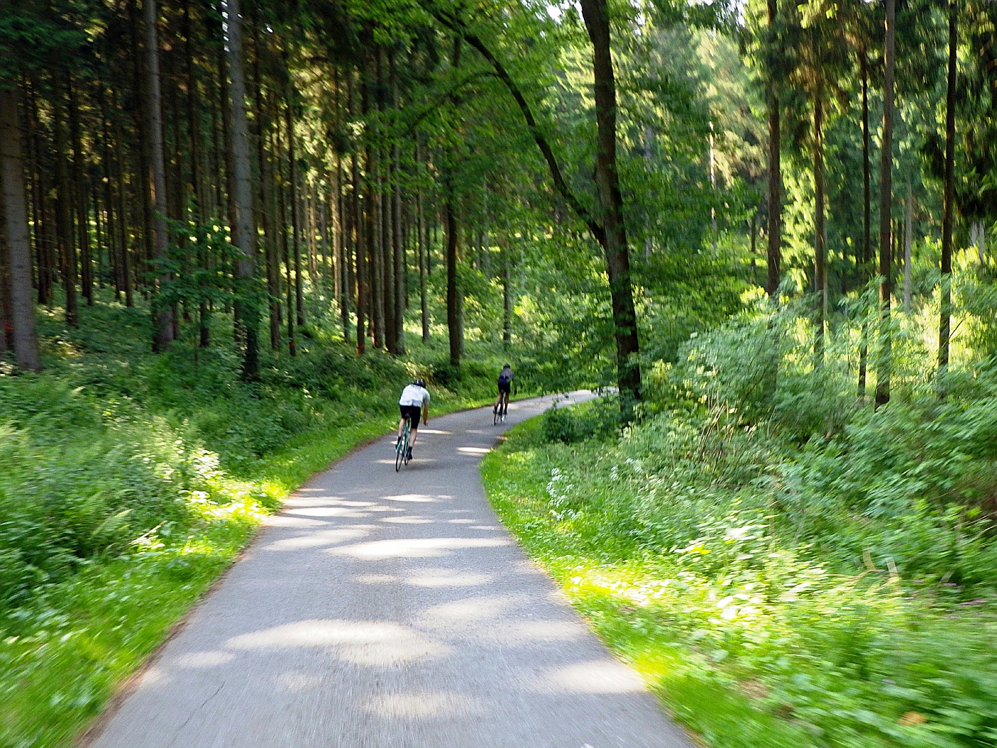 Pessinghauser Wald