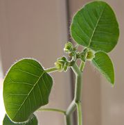 Euphorbia guiengola
