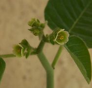 Euphorbia guiengola