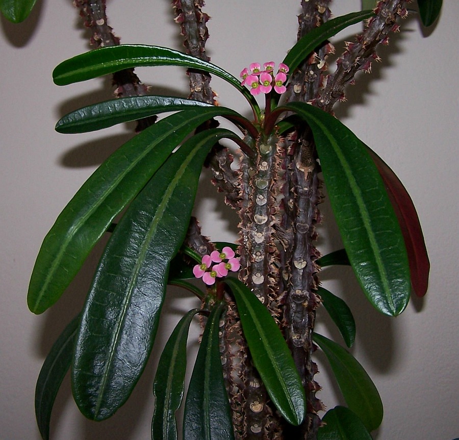 Euphorbia lophogona