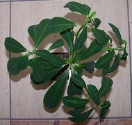 Euphorbia sp. aff. umbraculiformis