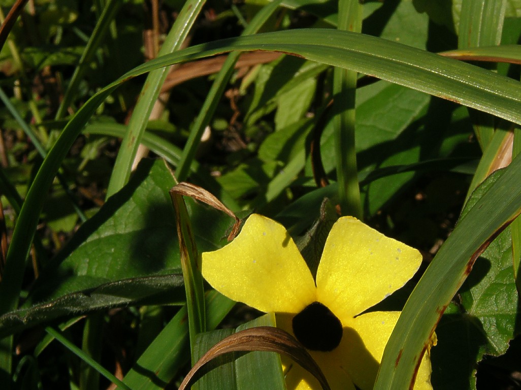 Photo black eyed susan vine 11 06 04 IMGP3215 fall at ansara album ann heffner