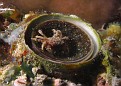 Crab on tube worm