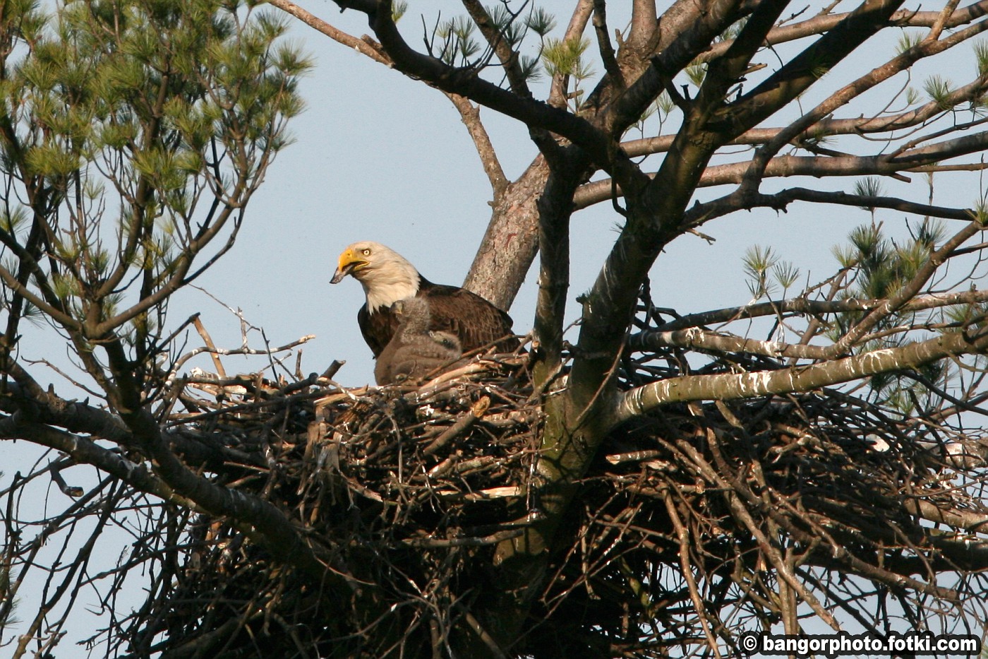 Pennsylvania Bald Eagles album Dale's Photos photo and