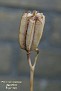 Fritillaria pontica (seedhead)