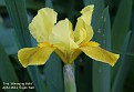 Iris pumila 'Gleaming Gold'