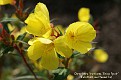 Oenothera fruticosa 'Erica Robin'