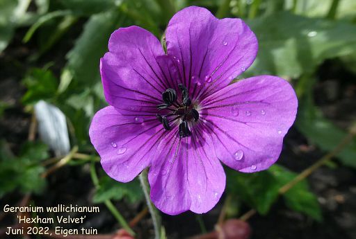 Geranium wallichianum ‘Hexham Velvet’.