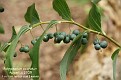 Polygonatum odoratum (fruit)