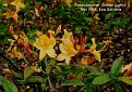 Rhododendron 'Golden Lights'