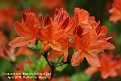 Rhododendron 'Koster's Brilliant Red'