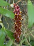 Bulbophyllum tridentatum