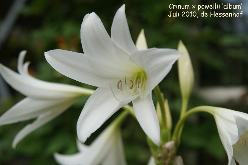 album cÃc bá»®a sÃng nháº¸ bá»¤ng