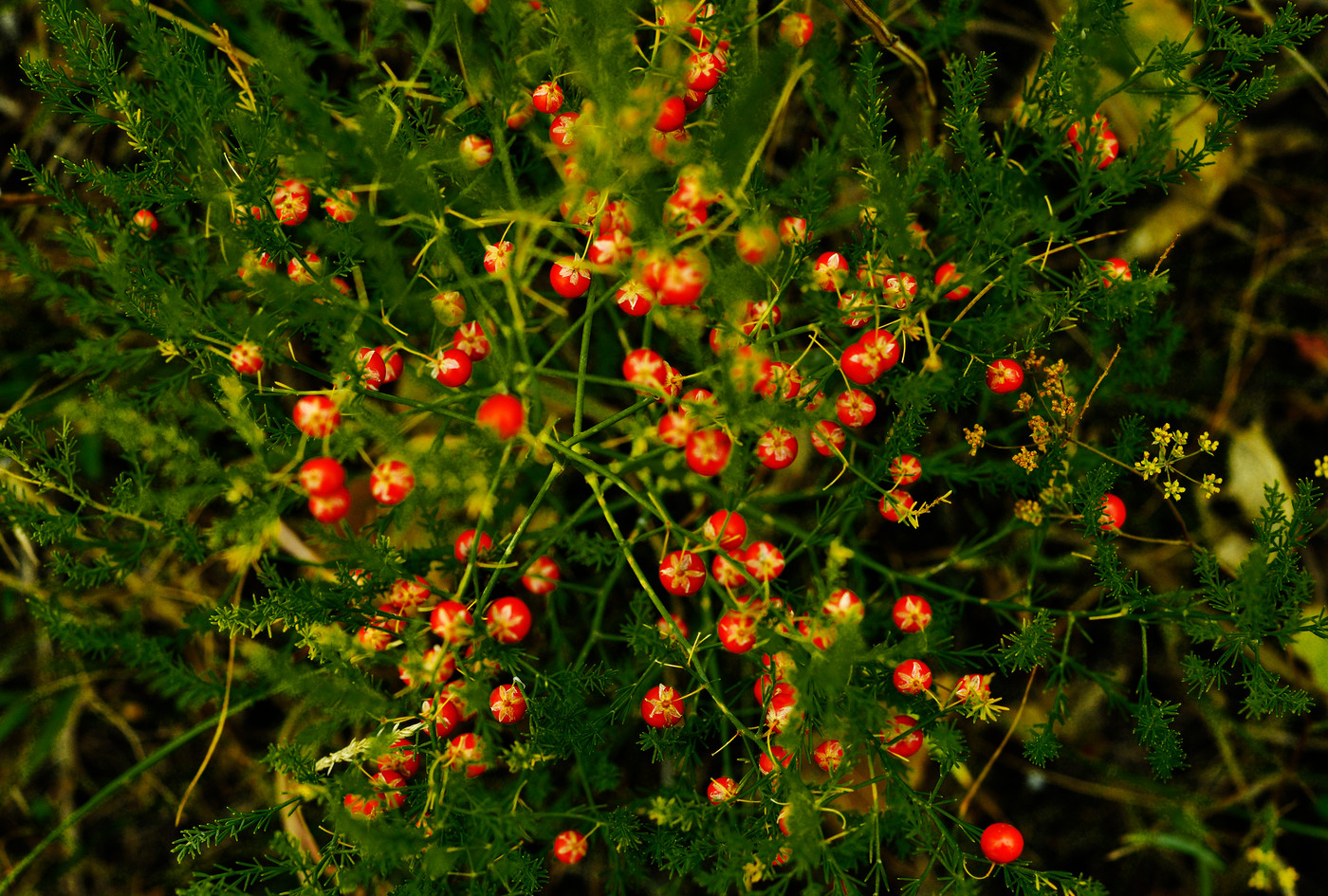 Аспарагус в огороде